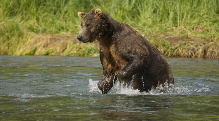 Bears Pouncing at the Online Watering Hole Online